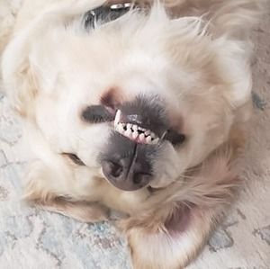 Meet your Posher, Adam